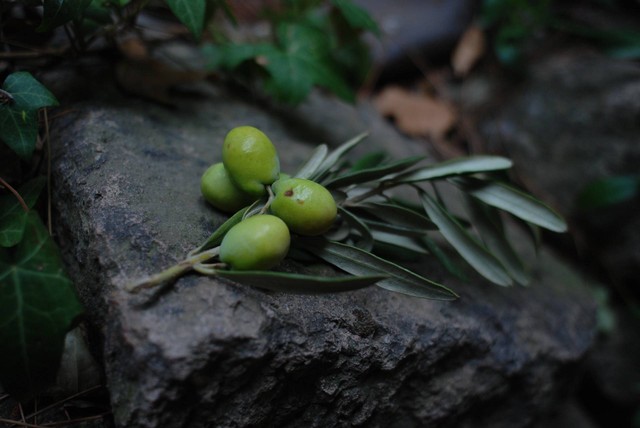 Hijau Olive: Lebih dari Sekadar Warna Tentara