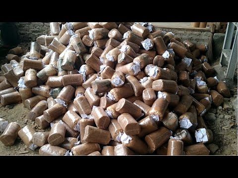 Baglog Jamur Tiram Bekas: Limbah atau Harta Karun?