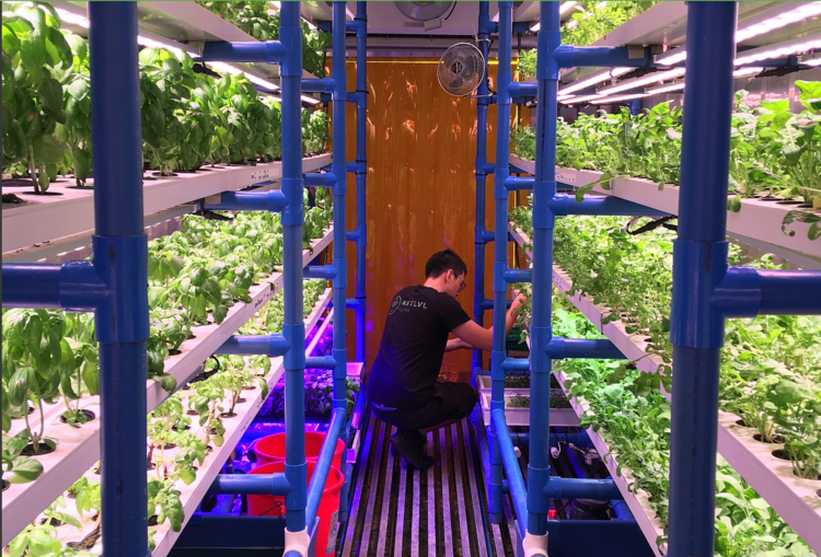 Urban Farming di Quezon City: Mendorong Ketahanan Pangan dan Keberlanjutan Kota?