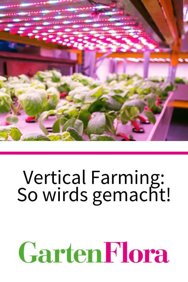 Urban Farming: Keuntungan dan Kerugiannya