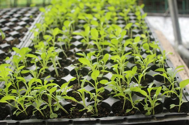 Integrated Urban Farming: Solusi Pangan dan Keberlanjutan Kota
