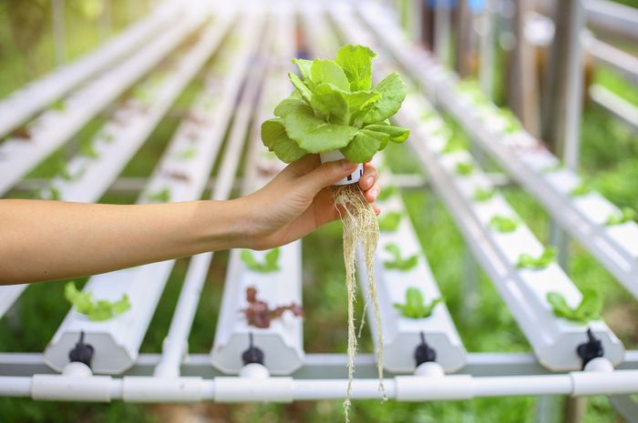 Urban Farming: Definisi, Manfaat, dan Implementasinya