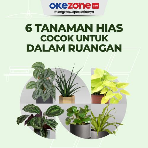 Tanaman Hias Indoor: Keindahan dan Kesegaran di Dalam Rumah