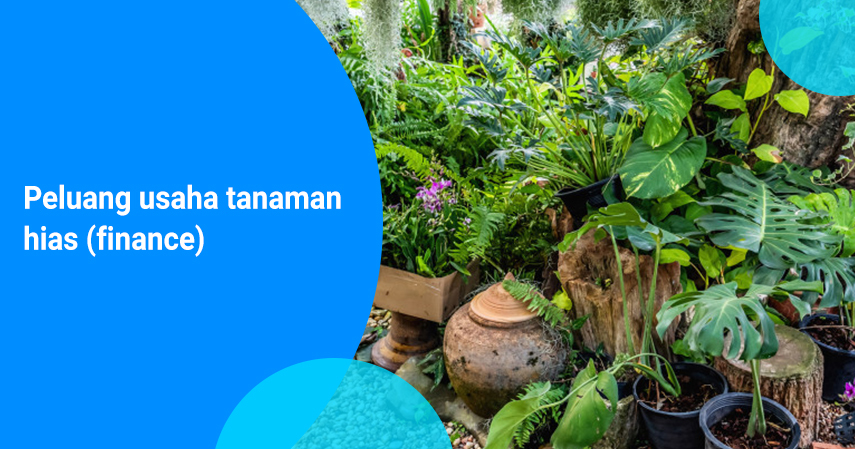 Peluang Usaha Tanaman Hias di Masyarakat: Mengapa Potensinya Terus Berkembang?