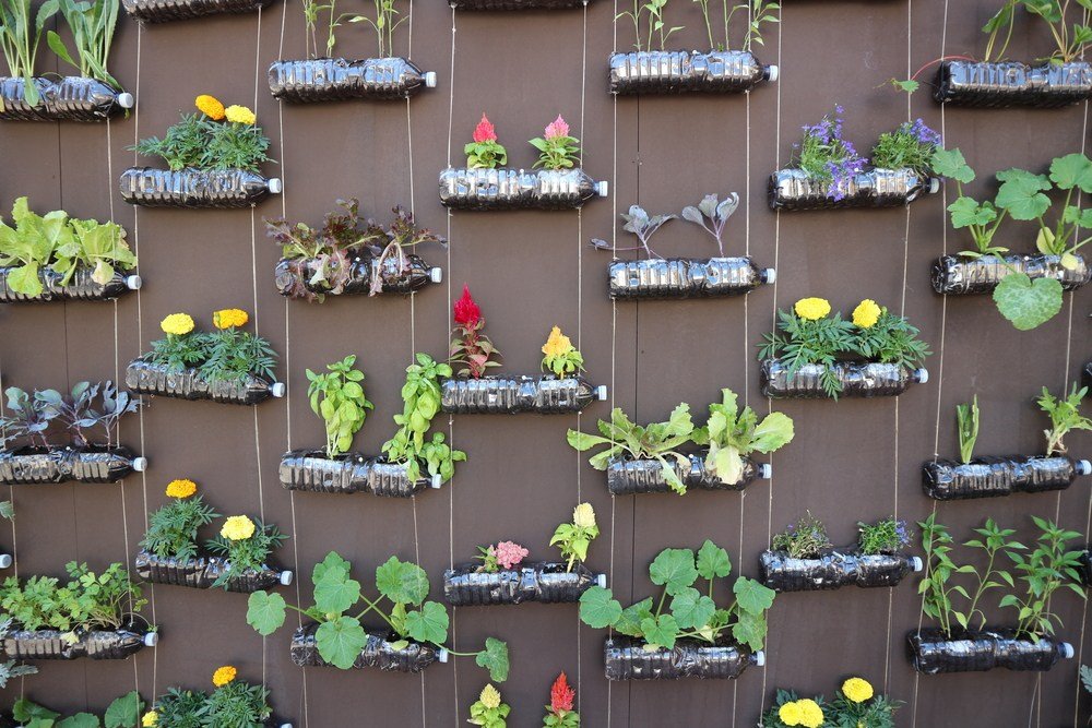 Vertikultur Botol: Solusi Berkebun Hemat Ruang?