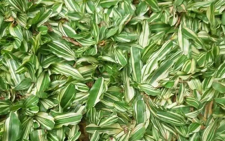 Rumput Liar: Hama atau Hiasan Potensial?