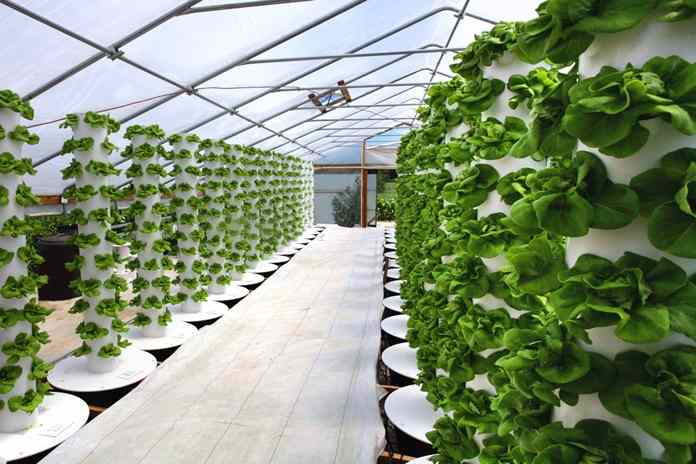 Vertikultur: Solusi Berkebun di Lahan Terbatas?
