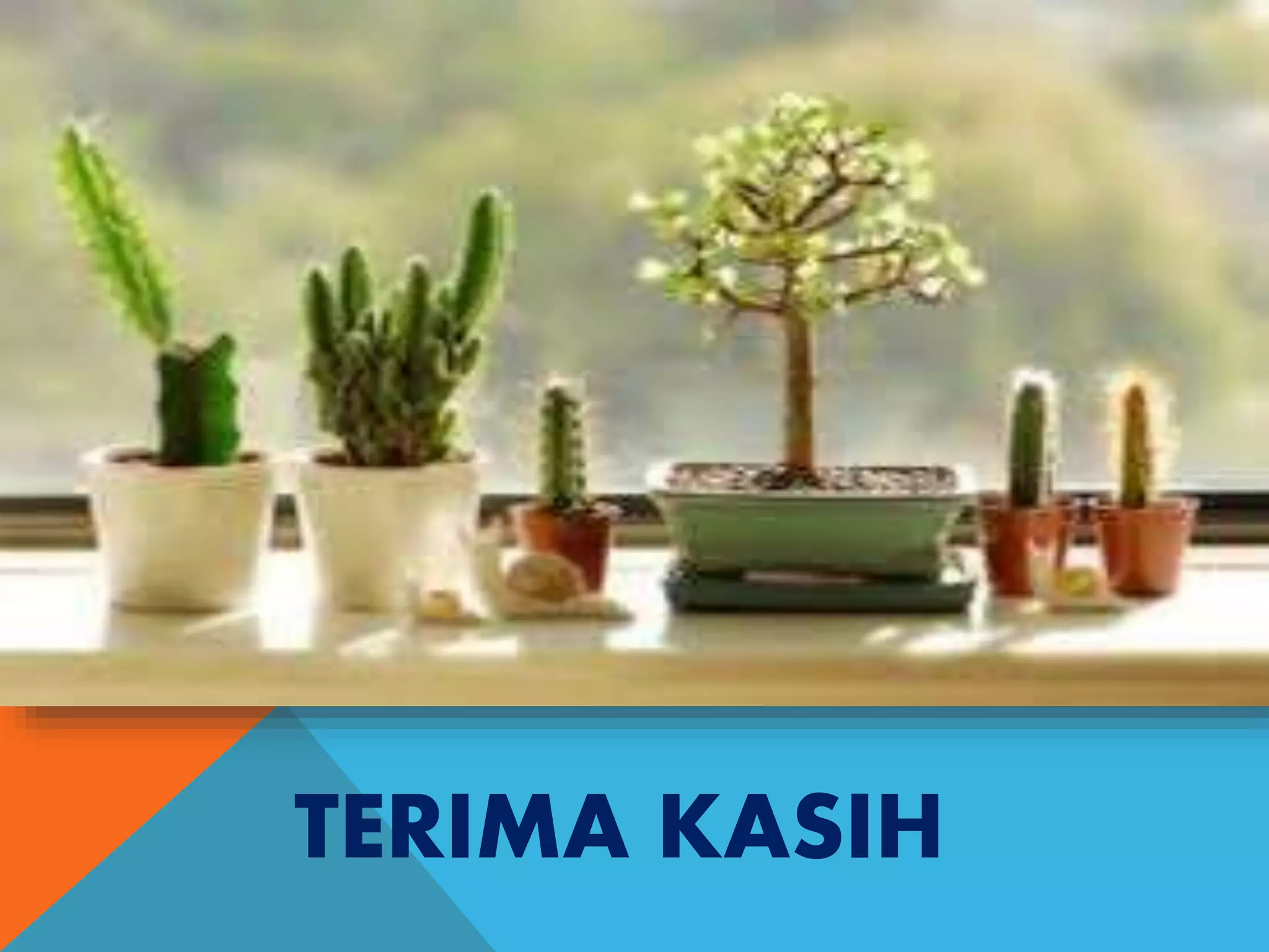 Usaha Tanaman Hias: Peluang Menjanjikan Bagi Pemula?