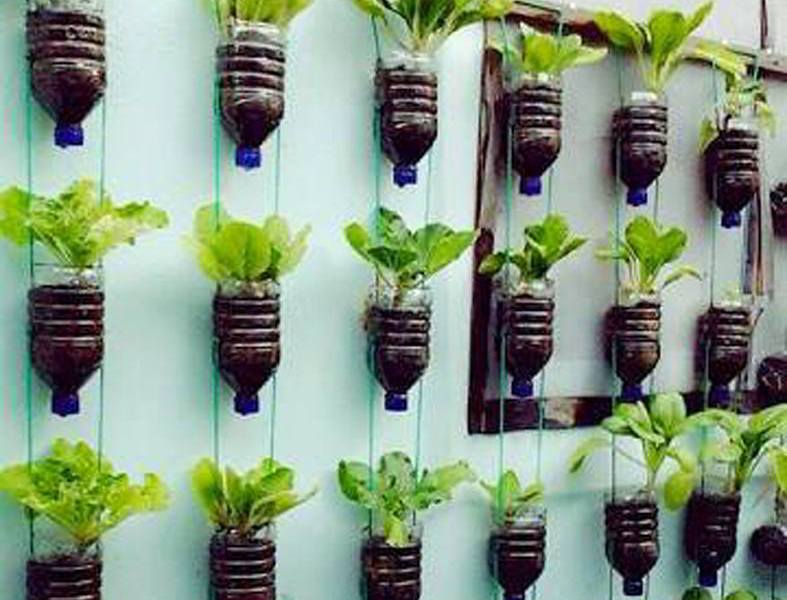 Vertikultur Botol Bekas: Solusi Pertanian Urban yang Kreatif?