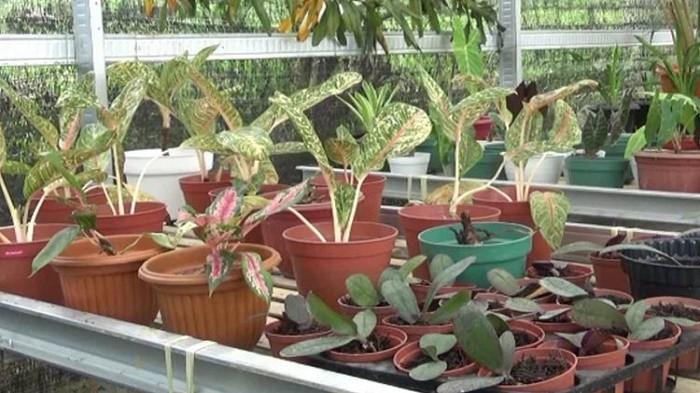Tanaman Hias Dalam Ruangan: Pilihan, Perawatan, dan Manfaat