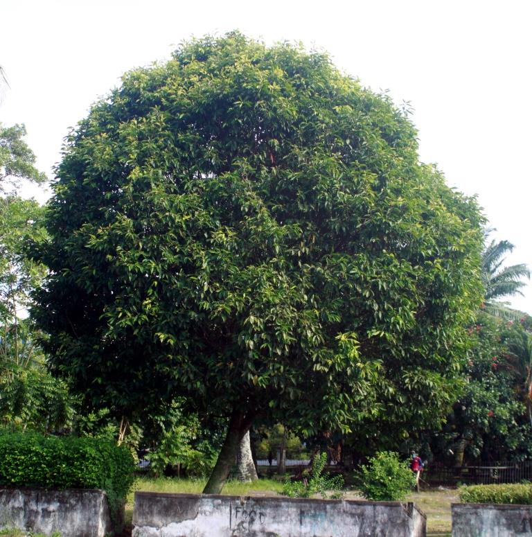 Tanaman Hias Ideal untuk Mempercantik Depan Rumah