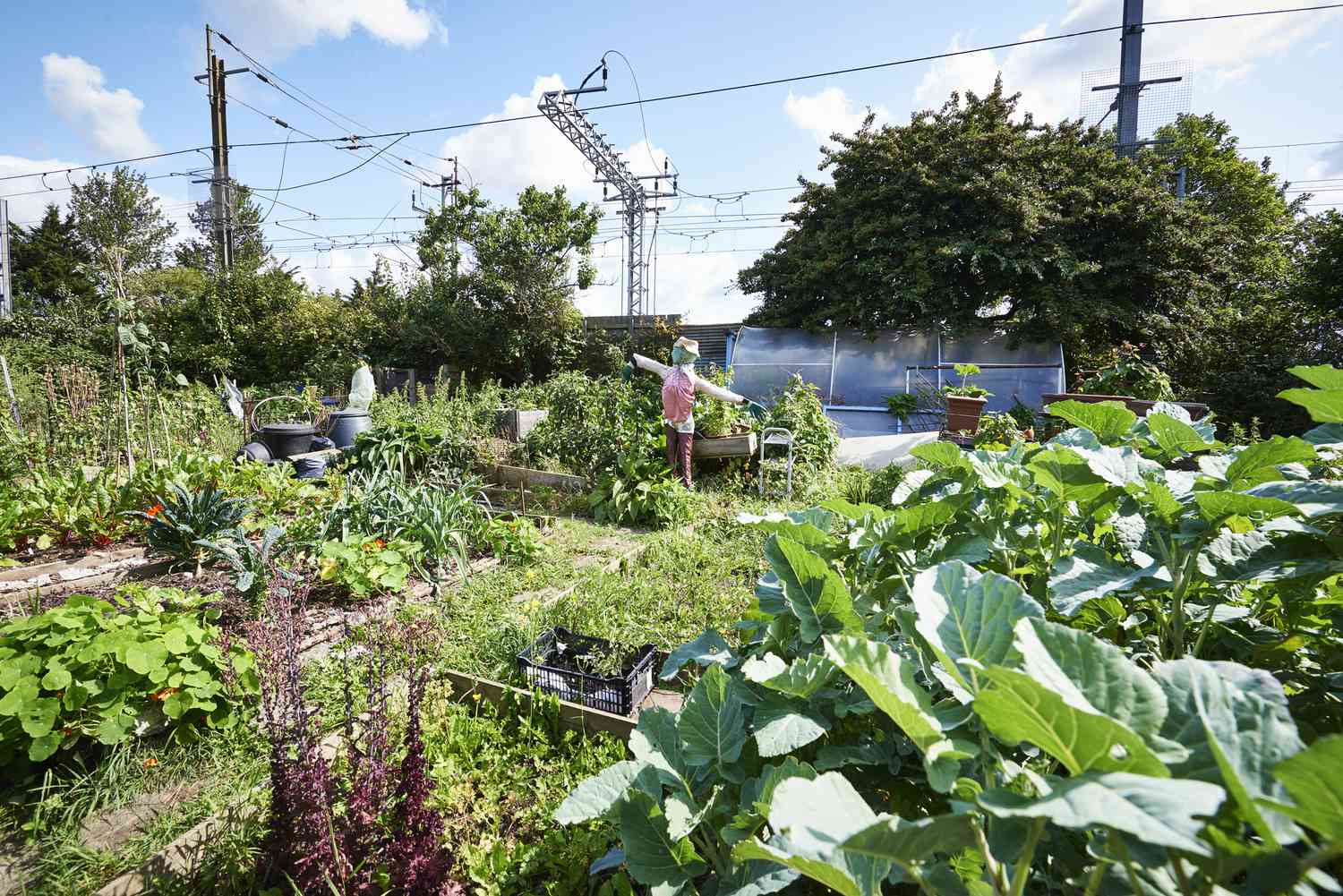 Urban Farming: Sistem dan Implementasinya