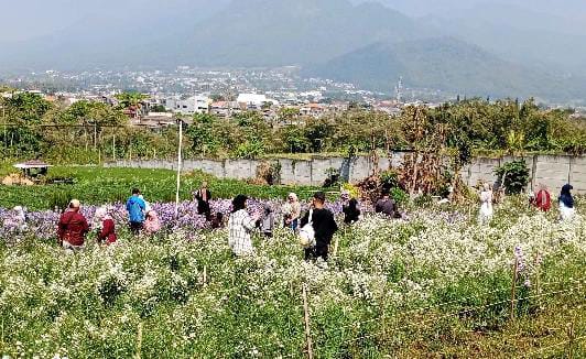 Kebun Bunga Pikok Viral Kota Batu: Apa yang Membuatnya Begitu Menarik?