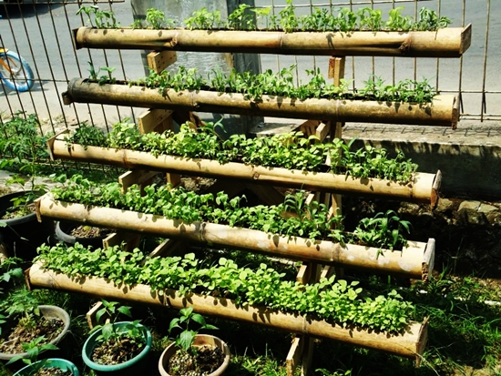 Vertikultur Bambu: Solusi Urban Farming yang Estetis dan Berkelanjutan?