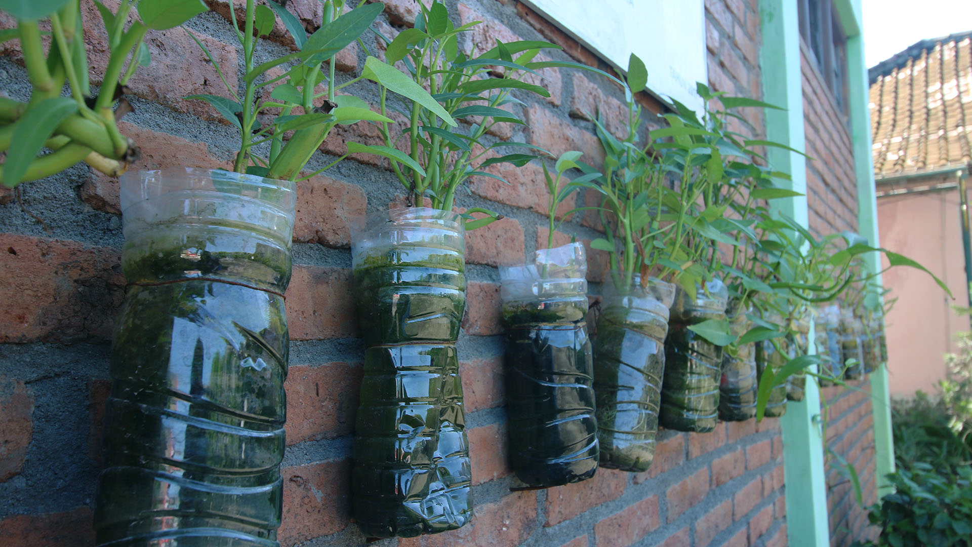 Hidroponik Barang Bekas: Solusi Berkebun Ekonomis dan Ramah Lingkungan?