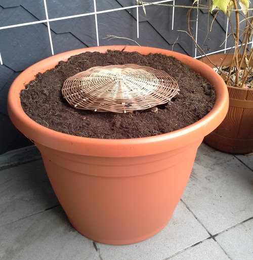 Komposter Mini untuk Balkon: Solusi Praktis Pengelolaan Sampah Organik di Ruang Terbatas?