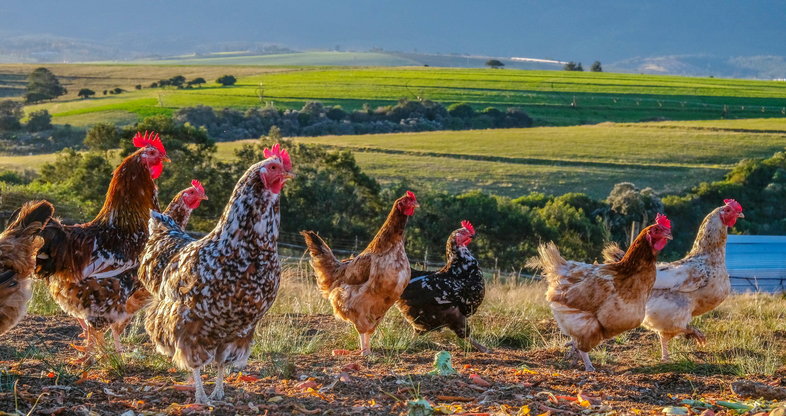 Urban Farming di Afrika Selatan: Potensi Pertanian Kota