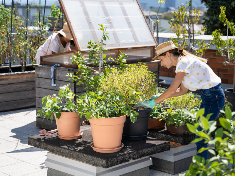 Urban Farming: Apakah Ada di Dekat Saya?