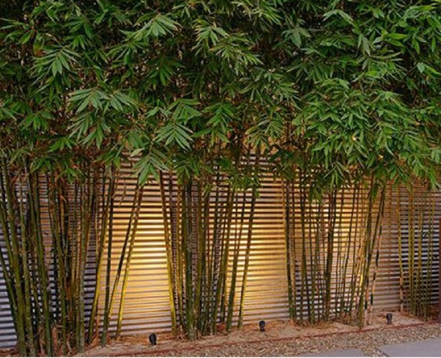 Tanaman Hias Depan Rumah: Pilihan & Inspirasi
