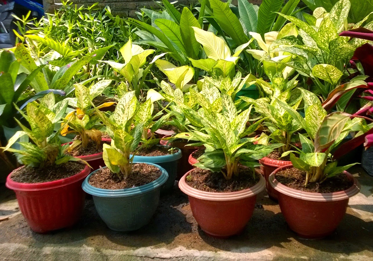 Bunga Pot: Keindahan Dalam Genggaman