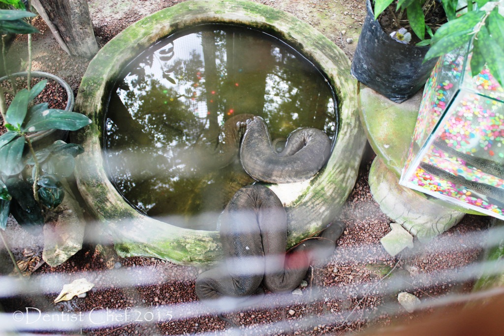 Kebun Binatang di Palembang: Ada Apa Saja dan Bagaimana Kondisinya?