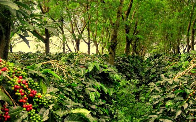 Kopi Kebun Co: Oase Hijau di Tengah Kota Jakarta Selatan?