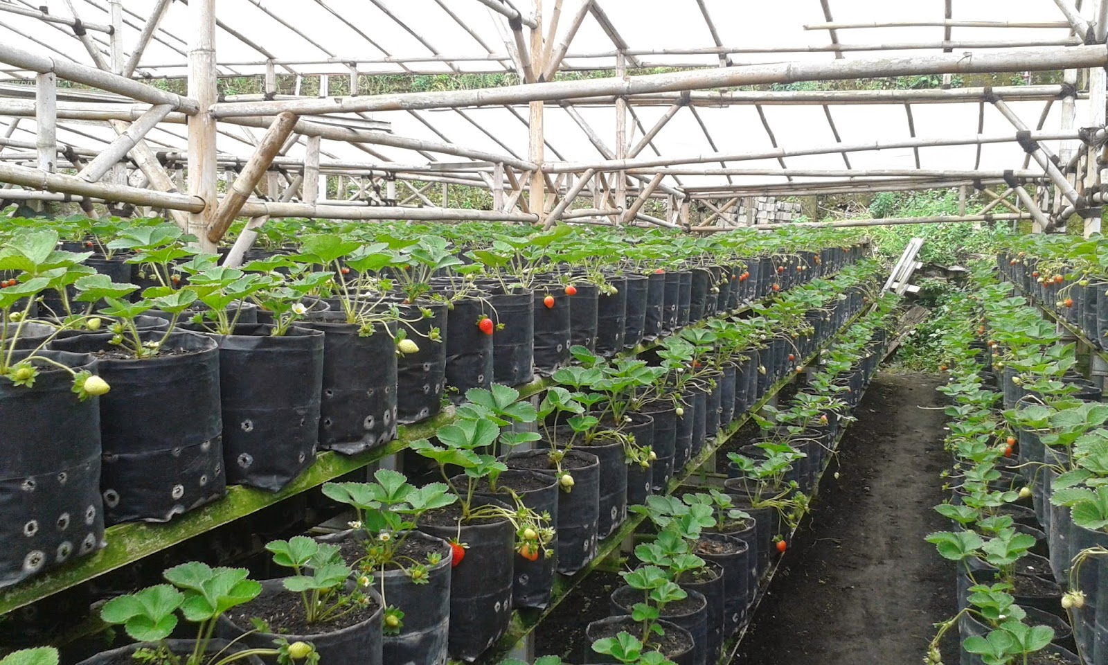 Kebun Strawberry di Depok: Oase Merah di Tengah Kota?