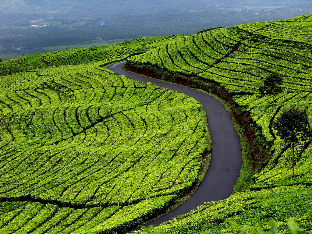 Kebun Teh di Bandung: Warisan Alam dan Daya Tarik Wisata
