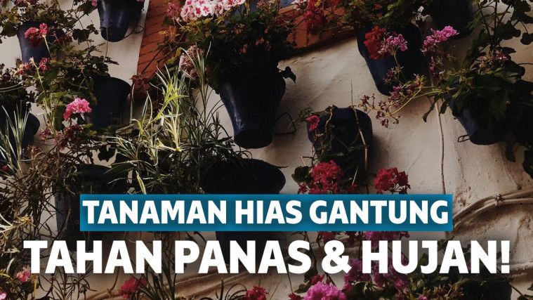 Tanaman Hias Tahan Panas dan Kering: Pilihan Tepat untuk Iklim Tropis