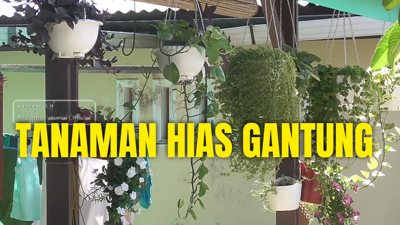 Inspirasi Tanaman Hias Memukau untuk Mempercantik Depan Rumah Anda