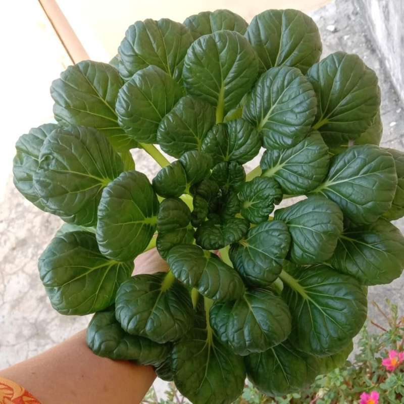 Value Proposition: Hidroponik Sayur Segar Bebas Pestisida