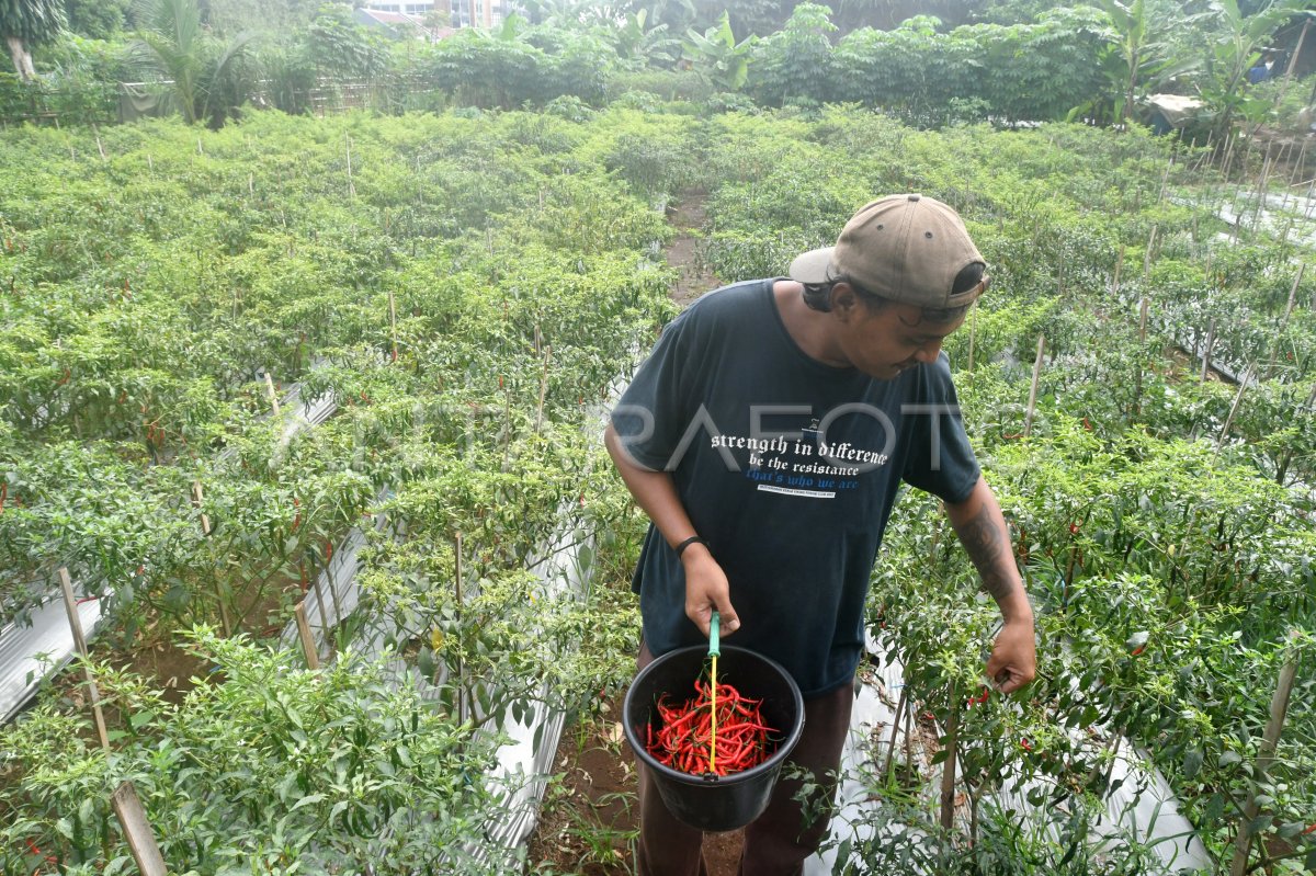 Urban Farming di Bogor: Solusi dan Tantangan?