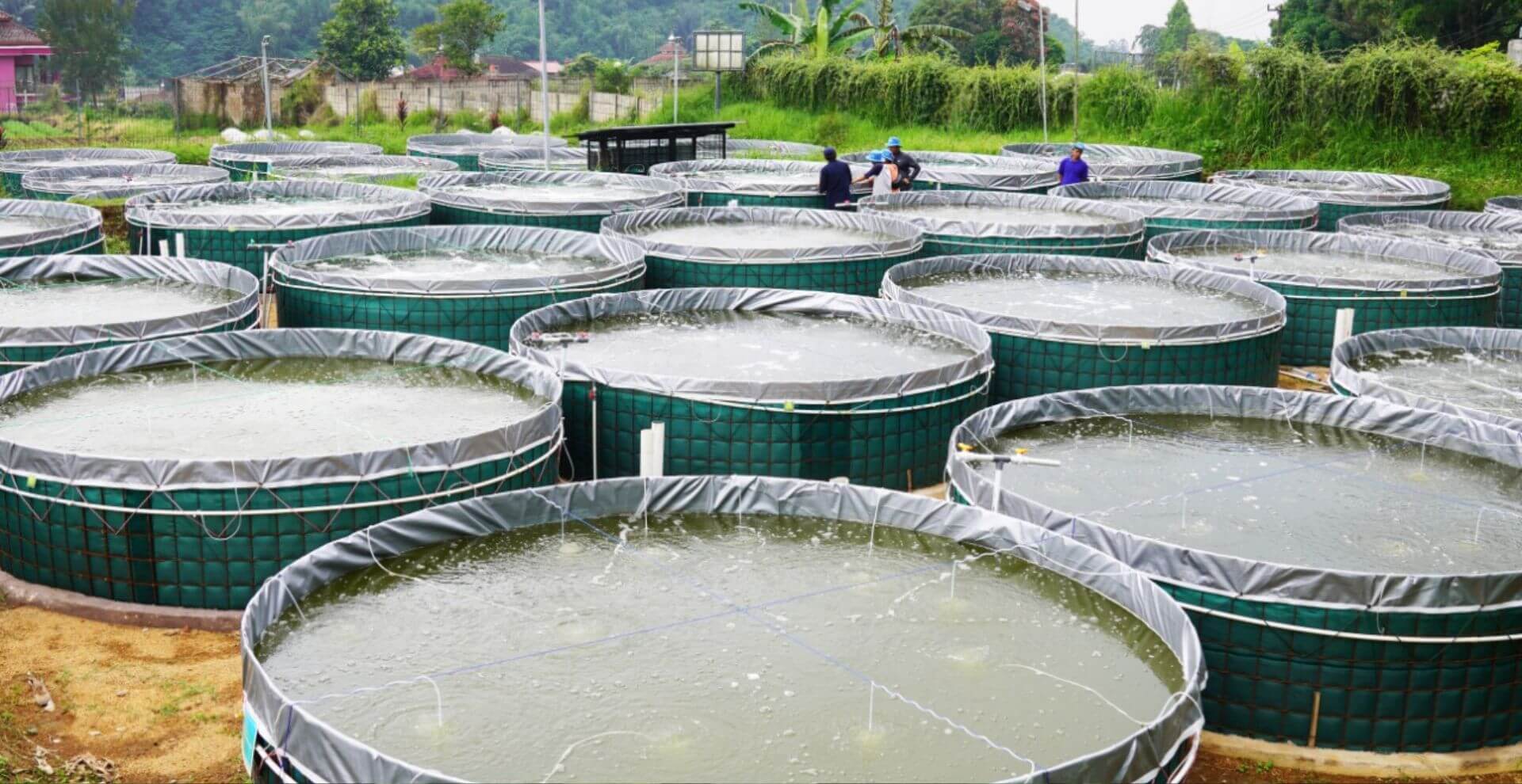 Urban Farming Terpadu: Harmoni Sayuran dan Ikan di Tengah Kota