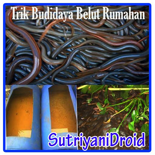 Budidaya Gurame Skala Rumahan: Mungkinkah Menguntungkan?