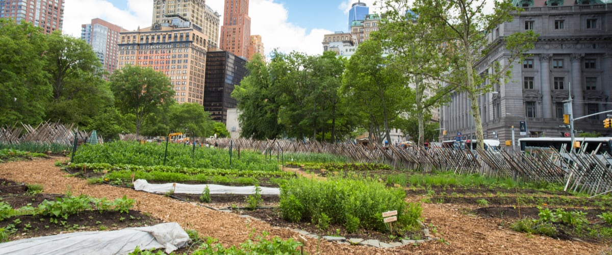 Apa Itu Urban Farming? Perspektif Jurnalistik