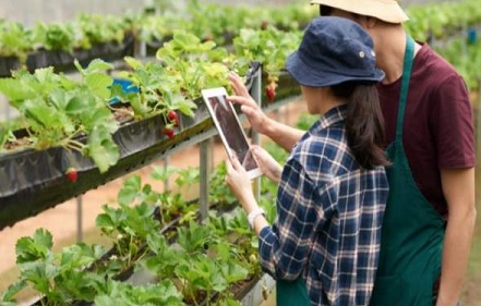 Mengapa Urban Farming? Menggali Tujuan dan Manfaatnya