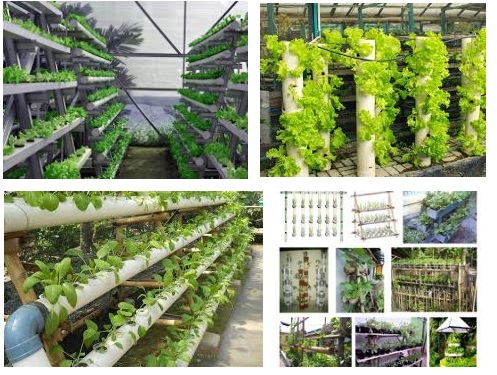 Kekurangan Vertikultur: Tantangan dalam Berkebun Vertikal
