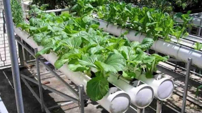 Urban Farming Lahan Sempit: Solusi Pangan di Tengah Keterbatasan Ruang?