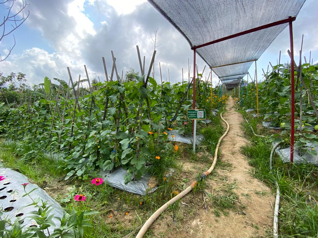 Panen Raya di Balikpapan: Apa Saja Hasil Kebun Kota?