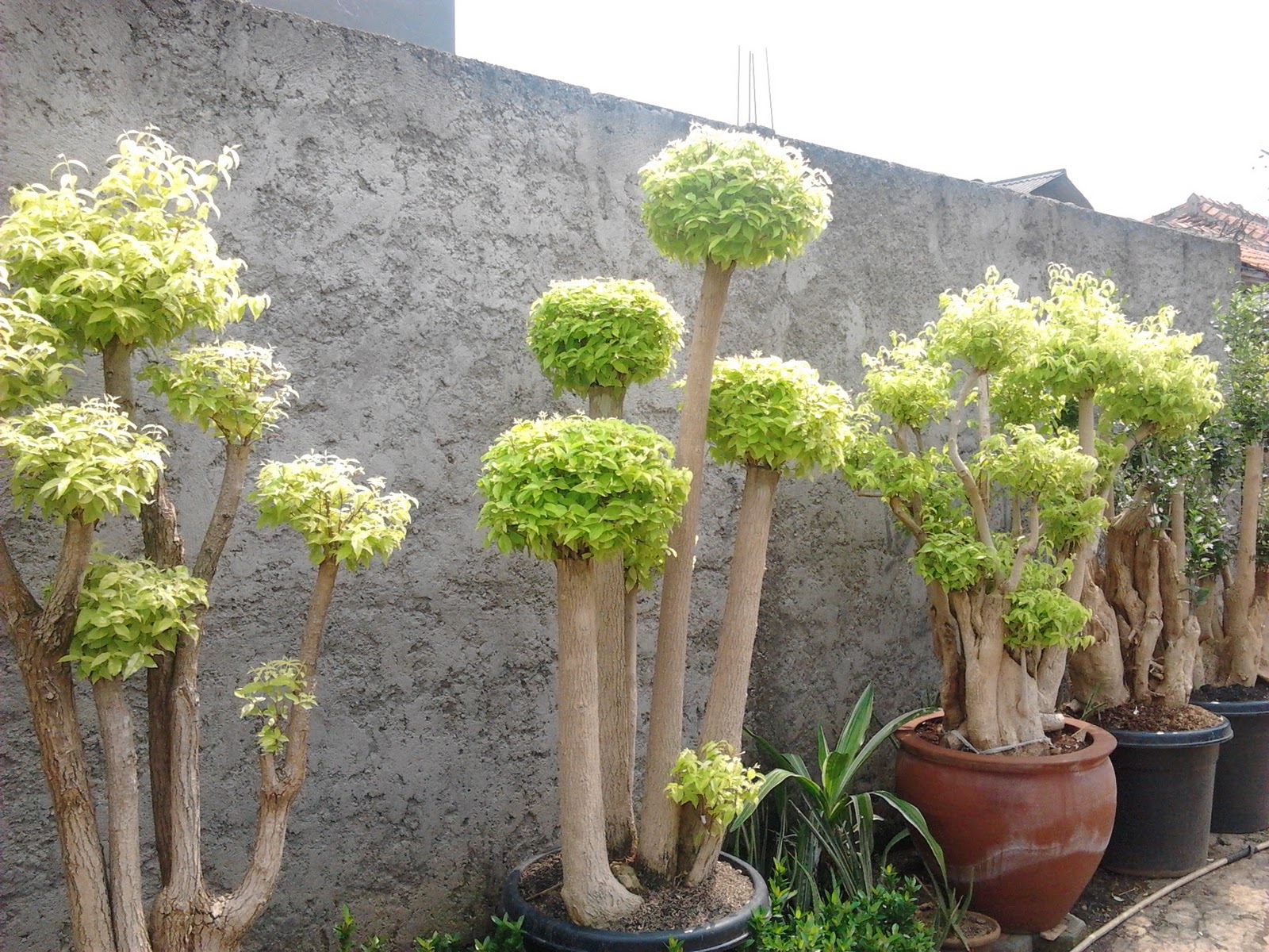 Pohon Hias: Halaman Asri, Rumah Berseri