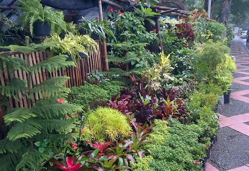 Proposal Usaha Tanaman Hias Kaktus: Peluang Bisnis Menjanjikan?