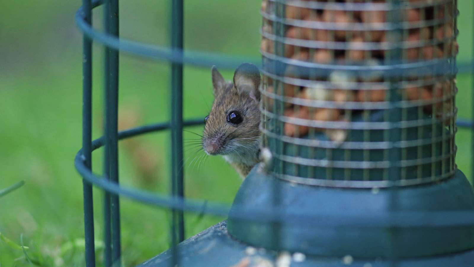 Komposter: Perlu Dijaga dari Serangan Tikus?