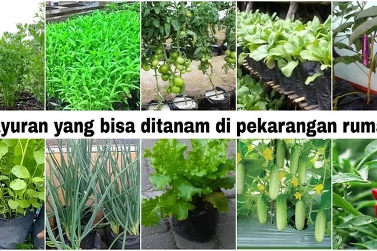 Mempercantik Pekarangan Rumah dengan Tanaman Hias: Pilihan, Perawatan, dan Inspirasi