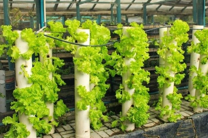 Vertikultur: Solusi Cerdas Berkebun di Lahan Sempit?