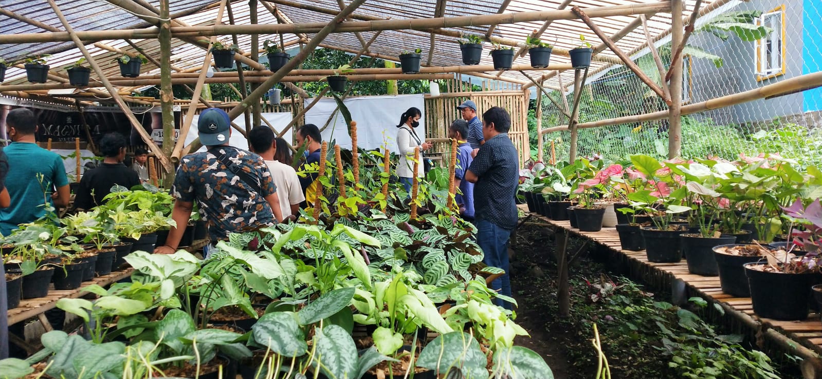 Rencana Budidaya Mawar: Peluang Bisnis Menggiurkan?