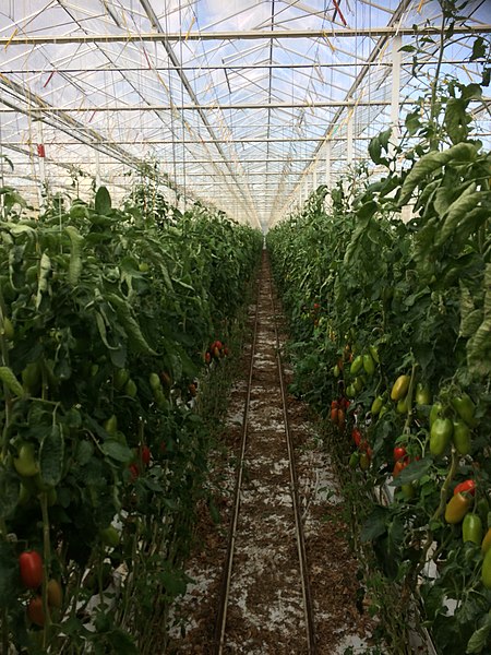 Model Bisnis Urban Farming: Peluang dan Tantangan?