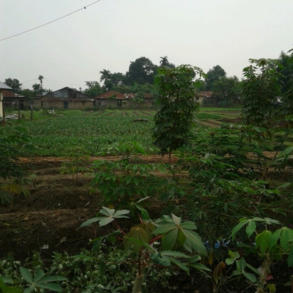 Kebun Sayur Kota: Solusi Pangan dan Ruang Terbuka Hijau di Tengah Kepadatan?