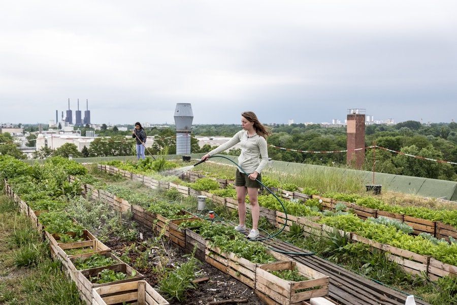 Urban Farming: Langkah Awal untuk Pemula
