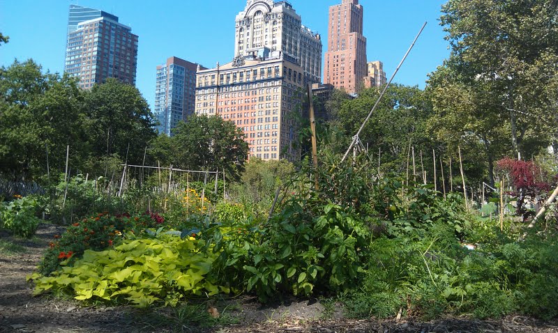 Urban Farming New York: Menghijaukan Beton Metropolitan