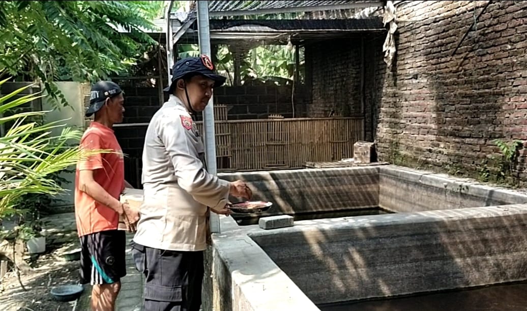 Budidaya Ikan Nila Skala Rumah Tangga: Peluang dan Tantangan